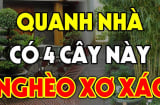 4 cây âm chặn cửa tài lộc