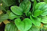4 loại lá dân dã quen thuộc giúp giải đôc, làm sạch phổi