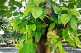 Trồng cây này trước nhà giúp chúng ta thức tỉnh, hướng thiện, chân lý thông suốt và giác ngộ