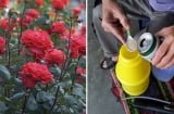 4 loại “nước thần” giúp hoa nở rực rỡ, tưới mỗi 7 ngày là cây khỏe, hoa đẹp bền lâu