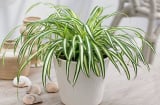 5 loại cây cảnh phong thủy trồng trong nhà, giải trừ năng lượng xấu, đem lại may mắn và tài lộc cho gia chủ