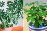 Người mệnh nào hợp trồng cây ngũ gia bì nhất?