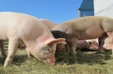 Khám phá trang trại nuôi lợn sạch nhất thế giới: Dự kiến nuôi lợn biến đổi gene để lấy tạng ghép cho người