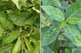 Việt Nam có 1 loại lá ăn tươi hay phơi khô đun nước uống đều tốt, giúp dưỡng gan, hạ đường huyết