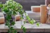 5 loại cây cảnh trồng trong nhà giúp căn nhà luôn mát mẻ, thoáng khí trong mùa hè nóng nực