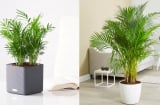 5 loại cây cảnh trồng trong nhà giúp căn nhà luôn mát mẻ, thoáng khí trong mùa hè nóng nực