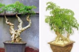 Cây đinh lăng trồng trước nhà có thật sự mang lại cát khí?