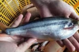 Loại cá từng bị chê rẻ bèo, nay thành đặc sản phố thị giá 200.000 đồng/kg