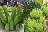 Những lưu ý chọn chuối thắp hương để hợp phong thủy, rước may mắn, tránh xui xẻo