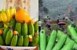 Tháng 7 âm lịch, tảo mộ người thân tránh mang chuối ra thắp hương, người xưa đã dặn, vì sao lại thế?