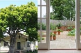 Vì sao người xưa sợ' Cây lớn trước nhà, cửa lớn sau nhà'? Lý giải từ phong thủy tới thực tiễn