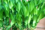Lá vàng, rễ yếu? Chỉ cần phun bia 10 ngày/lần, cây phát lộc xanh mướt, bật rễ thẳng tắp như phép màu