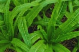 Loại rau giàu canxi gấp 36 lần canh xương: Ăn chín hay sống đều tốt mà nhiều người bỏ qua