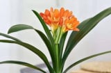 Trồng 4 loại cây này trước nhà: Cả đời an yên, con cháu phát tài, hậu vận sung túc không lo thiếu tiền