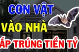 4 con vật vào nhà mang theo may mắn: Gia chủ Trúng Số Giàu To