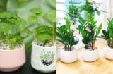 5 loại cây trồng giúp trấn trạch giữ nhà, chiêu tài hút lộc: Trong nhà có một chậu cũng đủ 'hốt bạc'