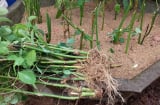 Loại rau giàu sắt gấp 3 lần thịt bò, cắm xuống đất là mọc tua tủa, ăn quanh năm