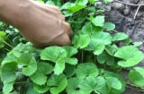 3 loại rau rẻ hơn thịt - bổ hơn thuốc, mọc dại đầy vườn mà nhiều người nhổ bỏ