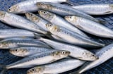 5 loại cá béo giàu omega-3 giúp giảm mỡ nội tạng, ăn đều đặn tốt cho tim mạch và vóc dáng