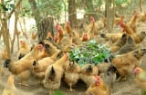 Cặp vợ chồng không thể ly hôn vì tranh chấp... 53 con gà, con vịt