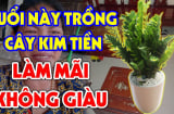 Người thuộc 2 mệnh đại kỵ cây kim tiền: Đừng dại trồng trong nhà
