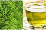 Uống nước lá đinh lăng hàng ngày có tốt không?