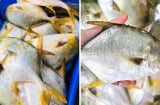 Loại cá thuộc top cá biển ngon nhất, thịt thơm ngon, ít xương: Giá cực rẻ, ra chợ thấy phải mua liền