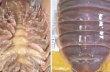 Loại hải sản “nhà giàu” tại Việt Nam: Giá 4 triệu đồng/con vẫn gây tranh cãi mạnh mẽ