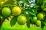 Tổ tiên dạy: 'Trong nhà có hai cây thì dù không giàu cũng có phước', đó là 2 cây gì?