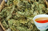 Việt Nam có 1 loại lá phơi khô, đem đun nước uống giúp dưỡng gan thận, hạ đường huyết