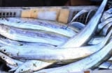 6 loại cá biển quý hiếm không nuôi được nhân tạo, thịt ngon hiếm có khiến dân sành ăn săn lùng