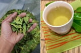 Việt Nam có một loại lá là ‘kháng sinh tự nhiên’, phơi khô đun nước uống tốt cho gan, giúp hạ đường huyết