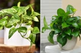 3 người không nên trồng cây trầu bà kẻo phá tài, tán lộc