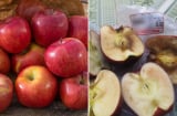 Vì sao quả táo bên ngoài tươi rói nhưng bên bị thâm đen? Có phải do tẩm nhiều chất bảo quản?
