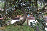 3 loại cây này trồng này quanh nhà, vừa phong thủy cát lành, vừa che mát bốn mùa