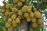 3 loại cây trồng quanh nhà này nên giữ lại, cây càng lâu năm càng mang lại nhiều tài lộc
