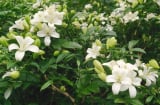 Loài hoa này được ví 'quý như vàng', hương thơm nồng nàn khó cưỡng, nở liên tục trong 7 tháng liền