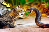 Mèo nhà rất lành nhưng rắn thấy là sợ, kể cả rắn độc: Hóa ra chúng có 1 thứ này