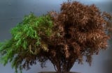 Tổ tiên báo mộng: 3 dấu hiệu xuất hiện trong nhà chẳng phải điềm lành, xem lại ngay kẻo hao tài tổn lộc