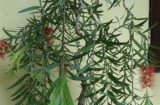 4 loại cây “âm thịnh dương suy”: Tuyệt đối tránh trồng trong nhà nếu không muốn tài lộc tiêu tán, vận xui bám riết