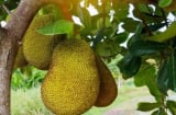 Lời dặn của Tổ tiên: Vì sao không nên trồng cây mít trước nhà, không thắp hương quả mít?