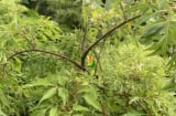 Trồng cây đinh lăng trước nhà: Lời dặn của Tổ tiên và những điều kiêng kỵ cần biết để tránh xui xẻo