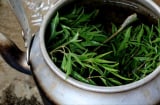 Uống nước lá đinh lăng cực hại với 2 người này, hãy tránh xa!