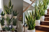 Vì sao nên trồng cây lưỡi hổ trong nhà, 1 chậu nhỏ 5 công dụng lớn, giàu nghèo đều nên trồng