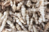 Loại củ trắng giống con sâu này, không những giàu dinh dưỡng, mà làm món ăn cũng rất giòn ngon ngọt và độc đáo