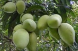 4 loại cây trồng trước nhà hút vượng khí, tụ tài lộc, gia chủ giàu nhanh như gió
