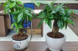 Dân văn phòng, trồng 5 loại cây cảnh phong thủy theo Mệnh để tụ tài, hút lộc, mang năng lượng tích cưhc