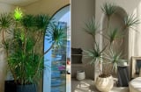 4 loại cây Trấn Trạch, hút tài lộc, người giàu rất thích để trong nhà
