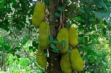 4 loại cây trồng trước nhà hút tài lộc, giữ vượng khí, giúp gia chủ giàu sang phất lên như diều gặp gió