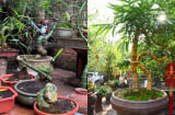Từ luỹ tre đầu làng thành chậu cây bonsai: Giữ hồn quê, mang lại may mắn và tài lộc